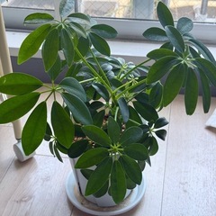 (譲渡先が決定)観葉植物・カポックの画像