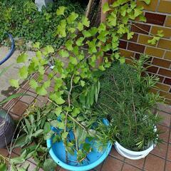 枝物採集　１本５０円の画像