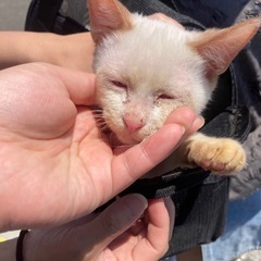 子猫の里親★取引中