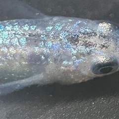 【メダカ】サファイア　若魚　2ペア＋雌1匹　(管理No.0628-1)の画像