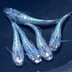 ランキングキーワードに紐づく投稿画像-メダカ