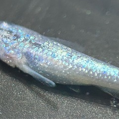 【メダカ】サファイア　若魚　2ペア＋雌1匹　(管理No.0628-1)の画像