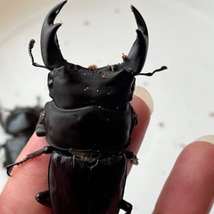 オオクワガタ　アブレイズペアの画像