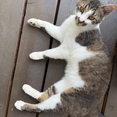 野良猫保護してくれる方