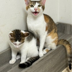 お尻ポンポン好きのミケ猫です！