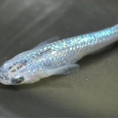 【メダカ】サファイア　若魚　2ペア＋雌1匹　(管理No.0628-2)の画像