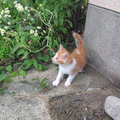 捨て猫の里親募集！