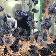 🐠ブルータイガーパロット全長±3㎝ 1匹200円 10匹以上で1匹150円　20匹以上で1匹100円 熱帯魚 シクリッド  No.7の画像