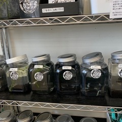 宇部新鮮館厚南店　メダカ　めだかの画像