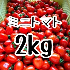 採れたてミニトマト2kgの画像