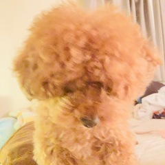 トリミング出来る方探しております🐶✂️