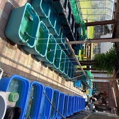メダカ販売しています。の画像