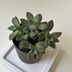 ランキングキーワードに紐づく投稿画像-多肉植物