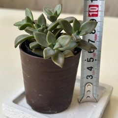 多肉植物　朧月　　の画像