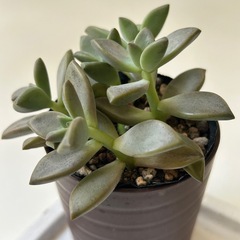 多肉植物　朧月　　の画像