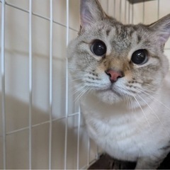 甘えん坊のお返事シャムくん