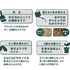 (譲渡先が決定)観葉植物・パキラの画像