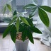ランキングキーワードに紐づく投稿画像-観葉植物