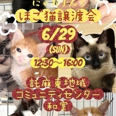🐈保護猫🐈譲渡会のご案内🐈🐈‍⬛託麻東地域コミュニティセン…