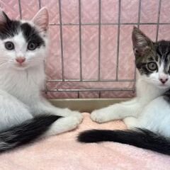 可愛いさかりの生後２ヶ月兄妹子猫