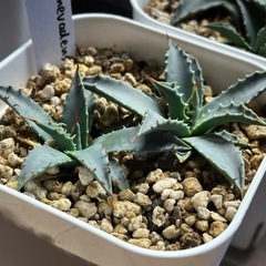 アガベ　ネバデンシス実生苗2株 Aの画像