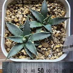 アガベ　ネバデンシス実生苗2株 Aの画像