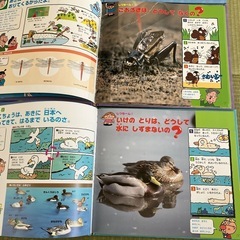 チャイルド科学絵本　なぜなぜクイズ絵本12冊の画像
