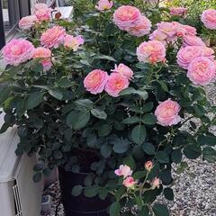 四季咲き薔薇　クロード・モネの画像