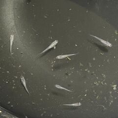 ①サファイアメダカの稚魚（１ｃｍ前後）７匹（容器付き：３枚目写真）の画像