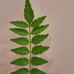 山椒。キンキンに冷えてます