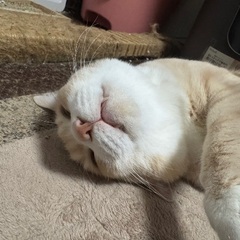 飼い主施設入所のため里親さん急募（再投稿）