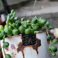 グリーンネックレス　多肉植物　ホーロー鉢付きの画像