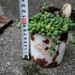 グリーンネックレス　多肉植物　ホーロー鉢付きの画像