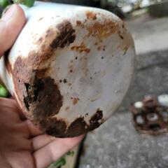 グリーンネックレス　多肉植物　ホーロー鉢付きの画像