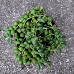 グリーンネックレス　多肉植物　ホーロー鉢付きの画像