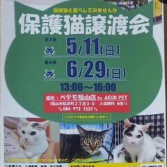 6月29日福山で保護猫の譲渡会