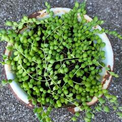 グリーンネックレス　多肉植物　ホーロー鉢付きの画像