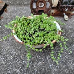 グリーンネックレス　多肉植物　ホーロー鉢付き