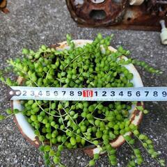 グリーンネックレス　多肉植物　ホーロー鉢付きの画像