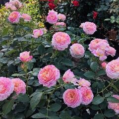四季咲き薔薇　クロード・モネの画像