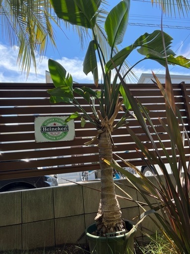 希少な幹上がりのオーガスタ