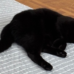 里親募集　おしゃべりな黒猫ちゃん♀6歳