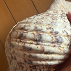 ホラガイの画像