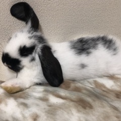 うさぎ2匹飼ってくれる方