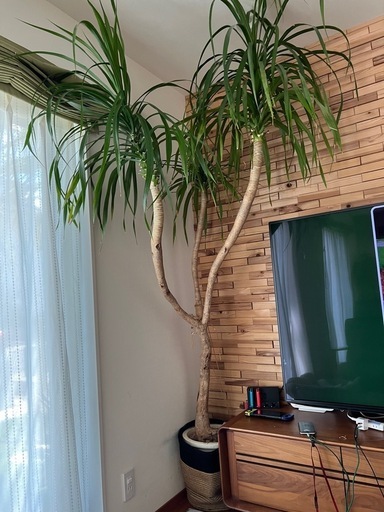 希少　ドラセナパラオ