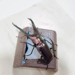 メタリフェルホソアカクワガタ 亜種フィナエ 初二令幼虫4匹の画像