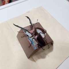 メタリフェルホソアカクワガタ 亜種フィナエ 初二令幼虫4匹の画像