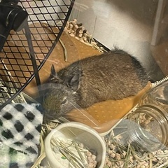 デグーの里親募集してます
