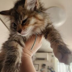 可愛がってくれる方