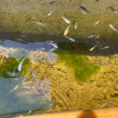 mixメダカ　幼魚 30匹セットの画像
